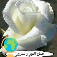 mohamedtawfiq